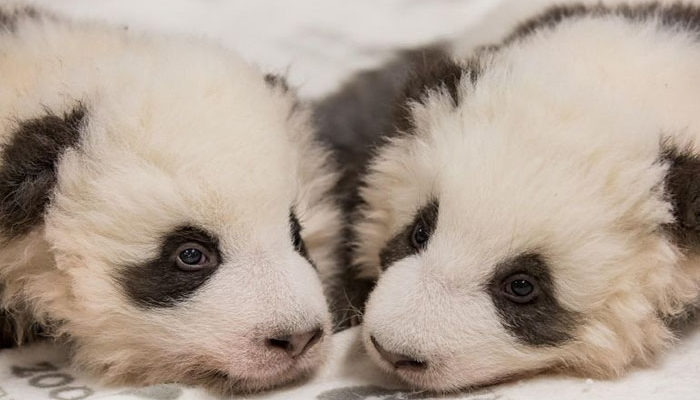 Zoológico de Berlín muestra fotos de cachorros panda gemelos