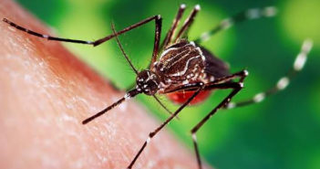 Supera Jalisco los 10 mil casos de dengue en 2019