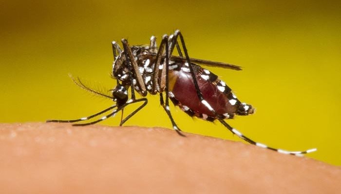 Sin parar, alerta de dengue en Vallarta y Cihuatlán