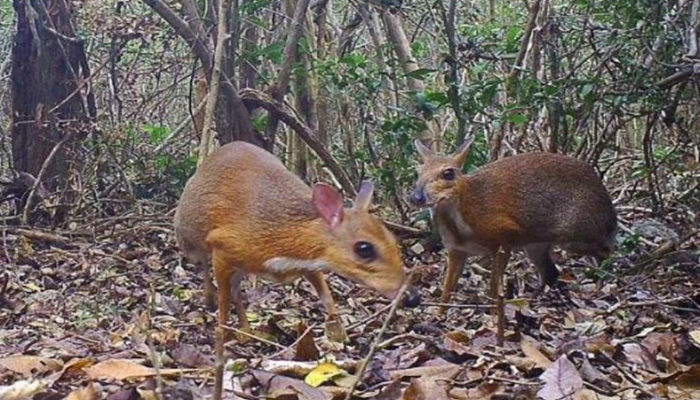 Un animal que se creía extinto, es fotografiado en Vietnam