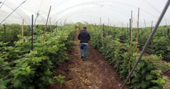 Jalisco incrementa producción y superficie de higo