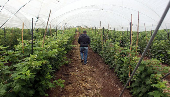 Jalisco incrementa producción y superficie de higo