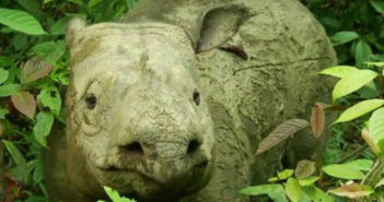 Muere el último rinoceronte; desaparece de Sumatra