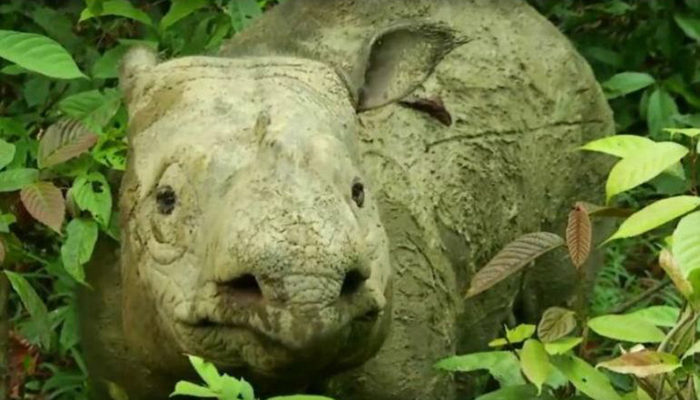 Muere el último rinoceronte; desaparece de Sumatra