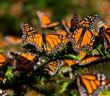 Santuario de la mariposa monarca abre en Michoacán