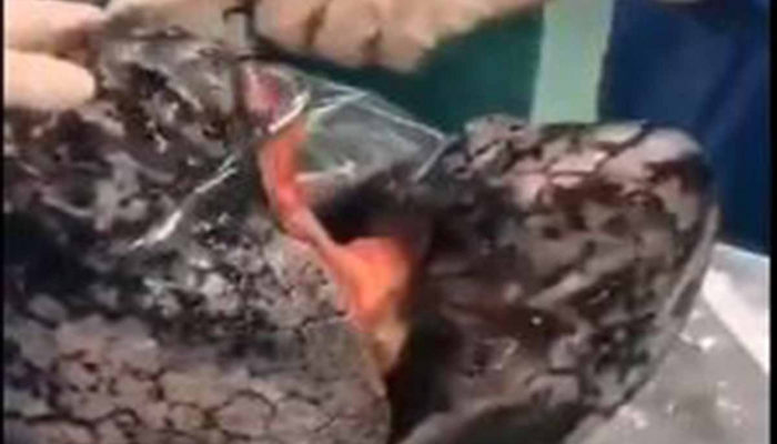 ¿Fumas? Así quedarán tus pulmones en 30 años