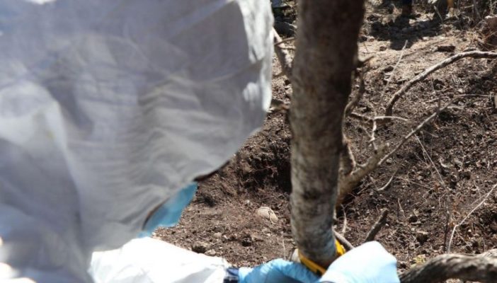 Encuentran 16 cadáveres en una fosa en Lagos de Moreno