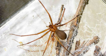 Nueva especie de araña violinista originaria del Valle de México