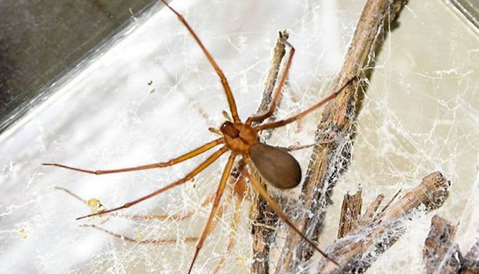 Nueva especie de araña violinista originaria del Valle de México
