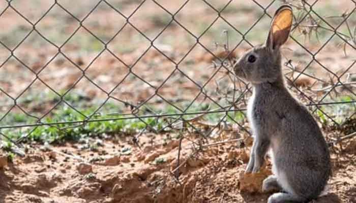 Conejo, la nueva especie en peligro de extinción: UICN