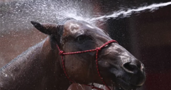 Matan a 15 caballos a balazos en bosque de Kentucky