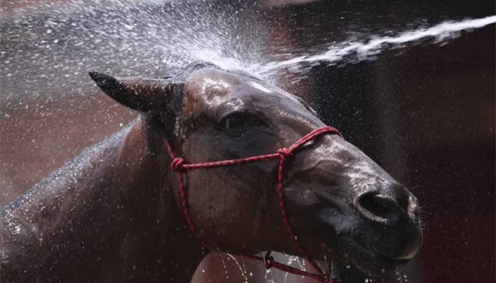 Matan a 15 caballos a balazos en bosque de Kentucky