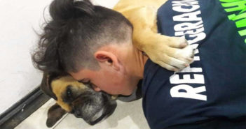 Perrita muere a causa de la pirotecnia; no soportó ataques de estrés