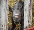 Nace rinoceronte negro en zoológico de EU, se encuentra en la Lista Roja