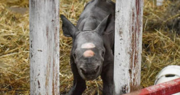 Nace rinoceronte negro en zoológico de EU, se encuentra en la Lista Roja