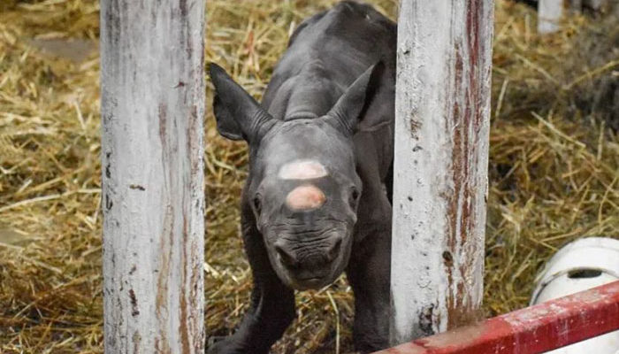 Nace rinoceronte negro en zoológico de EU, se encuentra en la Lista Roja