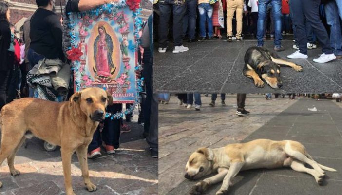 Cada año, cientos de perros son abandonados por peregrinos en la basílica