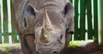 El rinoceronte 'más longevo del mundo' murió a los 57 años