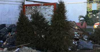 ¿Tu pinito de navidad es natural? Hay un centro de acopio cerca de ti