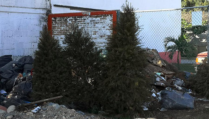 ¿Tu pinito de navidad es natural? Hay un centro de acopio cerca de ti