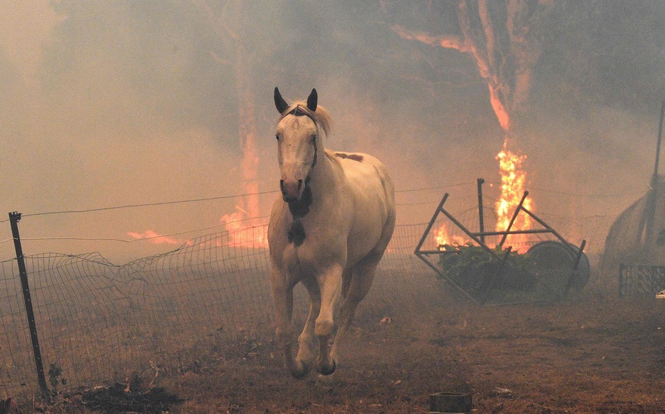 480 millones de animales afectados por incendios en Australia