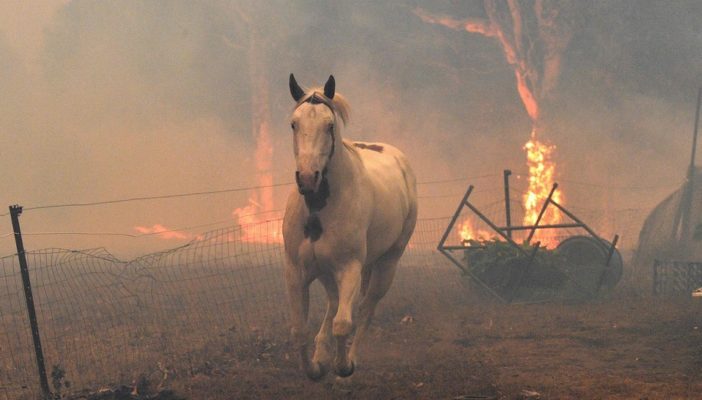 480 millones de animales afectados por incendios en Australia