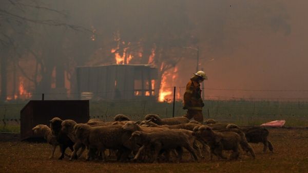 480 millones de animales afectados por incendios en Australia