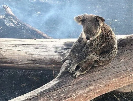 480 millones de animales afectados por incendios en Australia