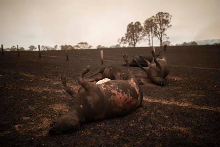 480 millones de animales afectados por incendios en Australia