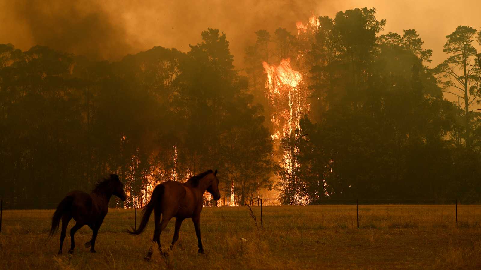 480 millones de animales afectados por incendios en Australia