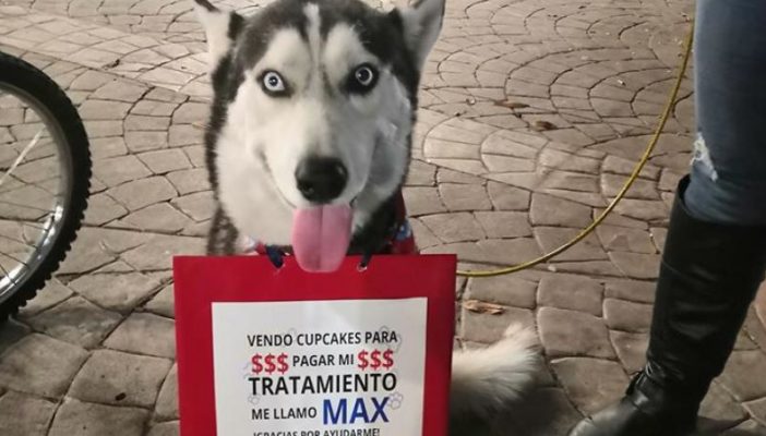 Max, el perrito que “vende” cupcakes para pagar sus quimioterapias