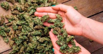 Reforma de uso lúdico de mariguana saldrá durante esta legislatura: Morena