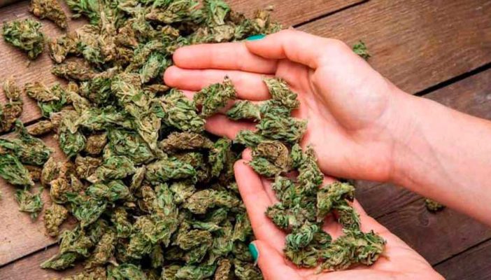 Reforma de uso lúdico de mariguana saldrá durante esta legislatura: Morena