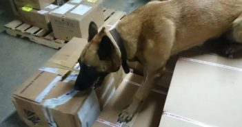 Binomios caninos detectan 100 kilogramos de mariguana en Tlaquepaque