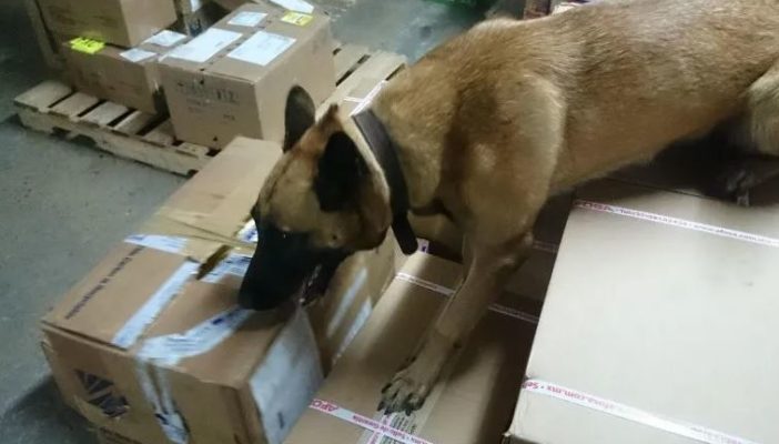 Binomios caninos detectan 100 kilogramos de mariguana en Tlaquepaque