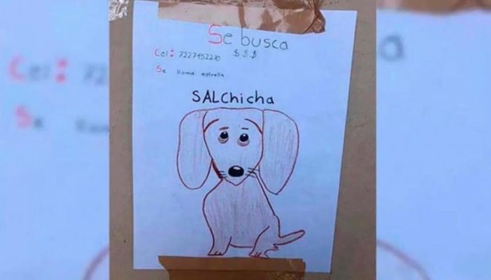 Niño busca a su perrita desaparecida con dibujo en Toluca