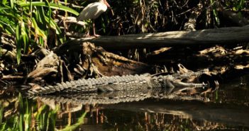 Este lunes inicia la consulta para definir el futuro del Estero El Salado