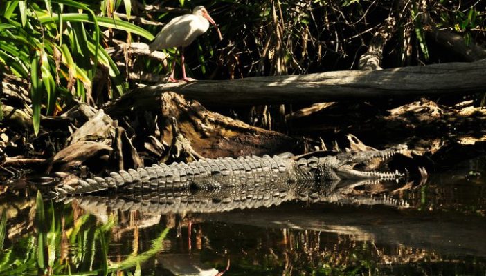 Este lunes inicia la consulta para definir el futuro del Estero El Salado
