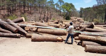 Figura Talpa de Allende como municipio con más tala clandestina