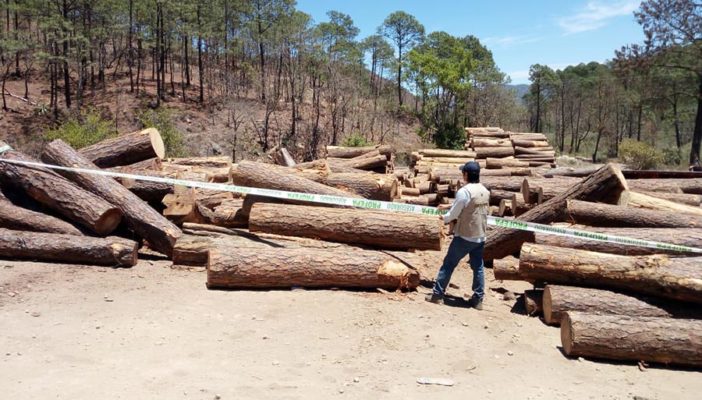 Figura Talpa de Allende como municipio con más tala clandestina