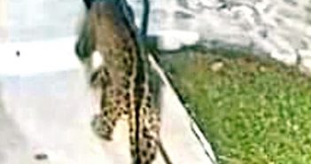 Captan a pequeño jaguar en Puerto Vallarta