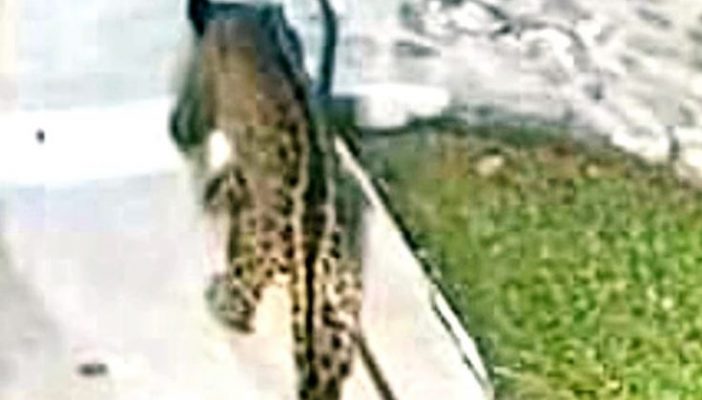 Captan a pequeño jaguar en Puerto Vallarta