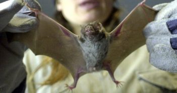 Reactiva China las ventas... de murciélagos