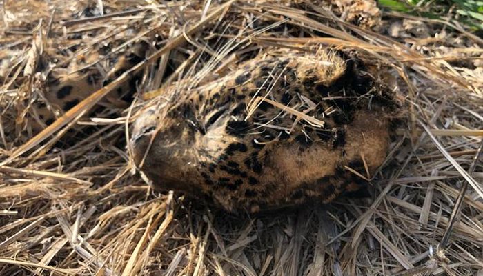 Investiga FGR por la muerte de un jaguar en Mascota