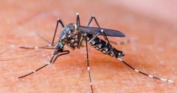 Jalisco es cuarto lugar en cantidad de contagios de dengue