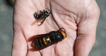 México activa vigilancia epidemiológica ante avispón gigante