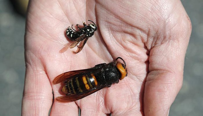 México activa vigilancia epidemiológica ante avispón gigante