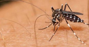 Nayarit a la cabeza en casos en dengue