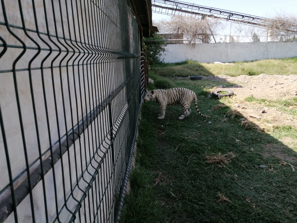 Encuentran al 'tigre de la calle'; PROFEPA lo asegura