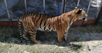 Encuentran al 'tigre de la calle'; PROFEPA lo asegura